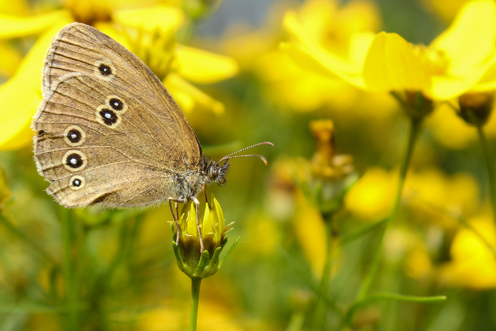 Bei uns im Garten.