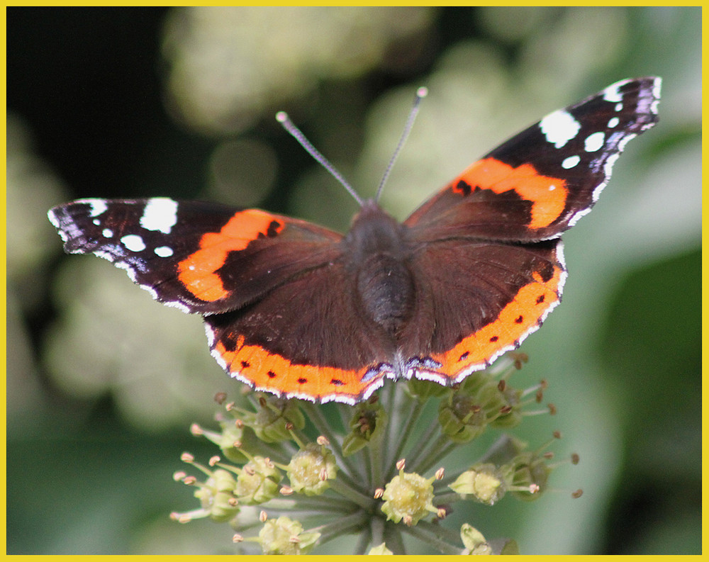 Bei uns im Garten