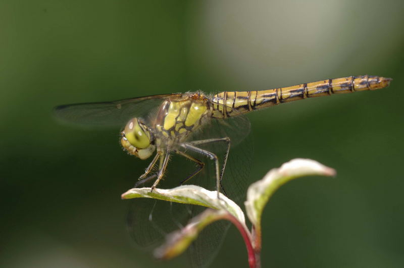 bei uns im Garten