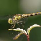 bei uns im Garten