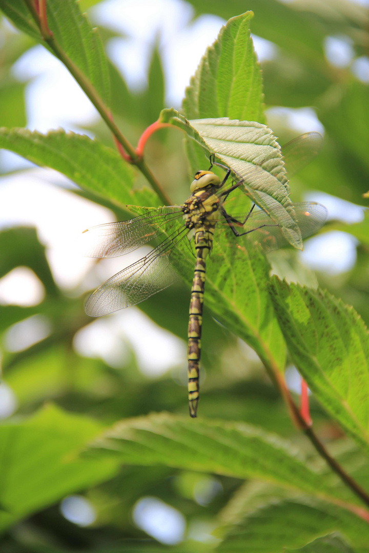 Bei uns im Garten