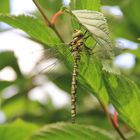 Bei uns im Garten