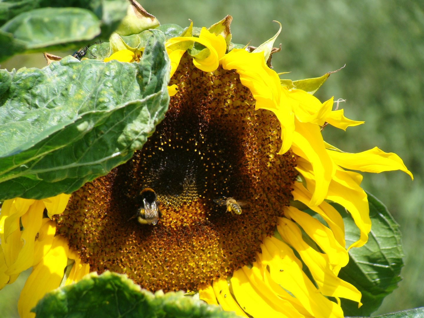 bei uns im garten