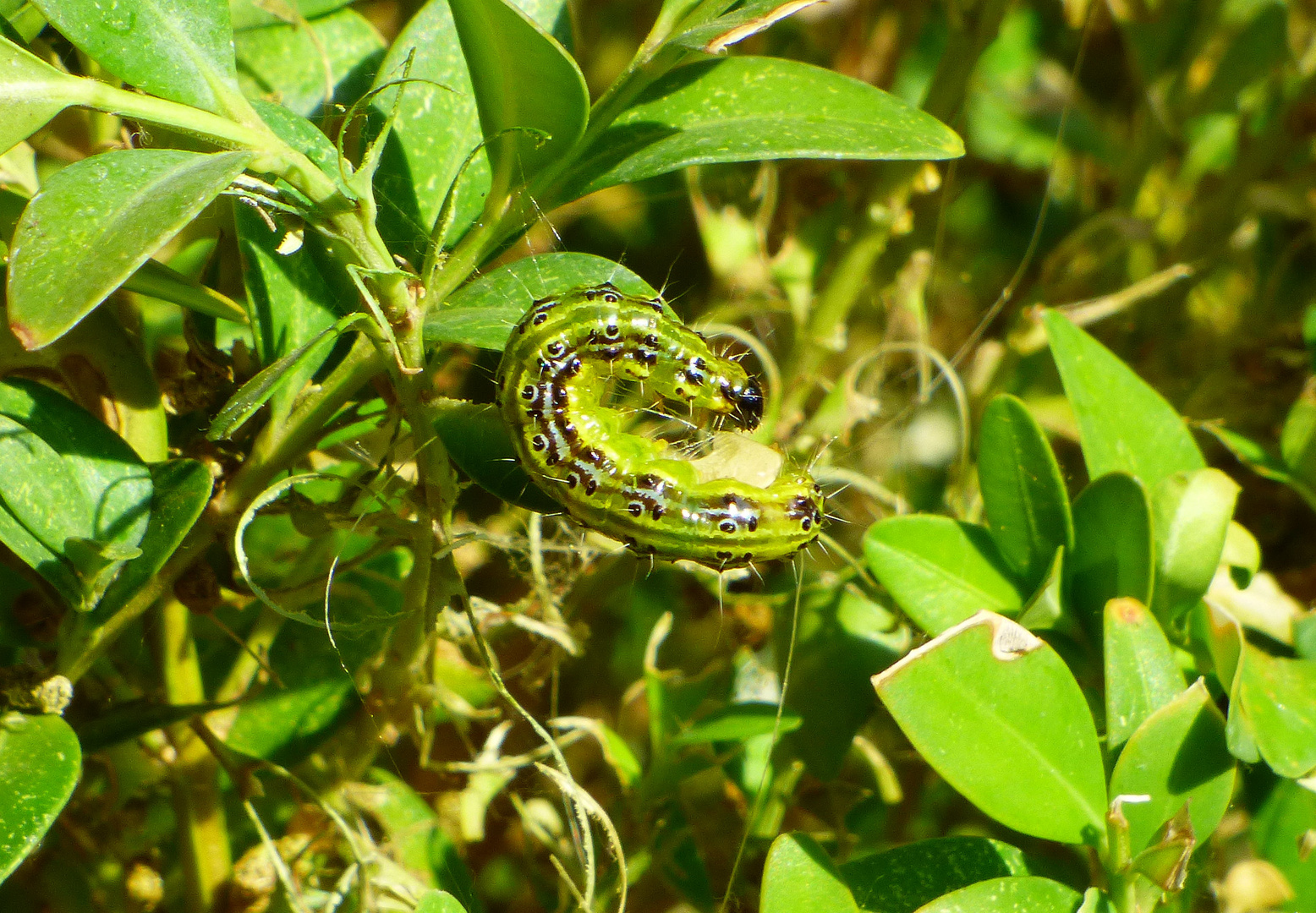 bei uns im Garten 