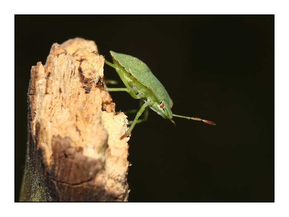 Bei uns im Garten ...