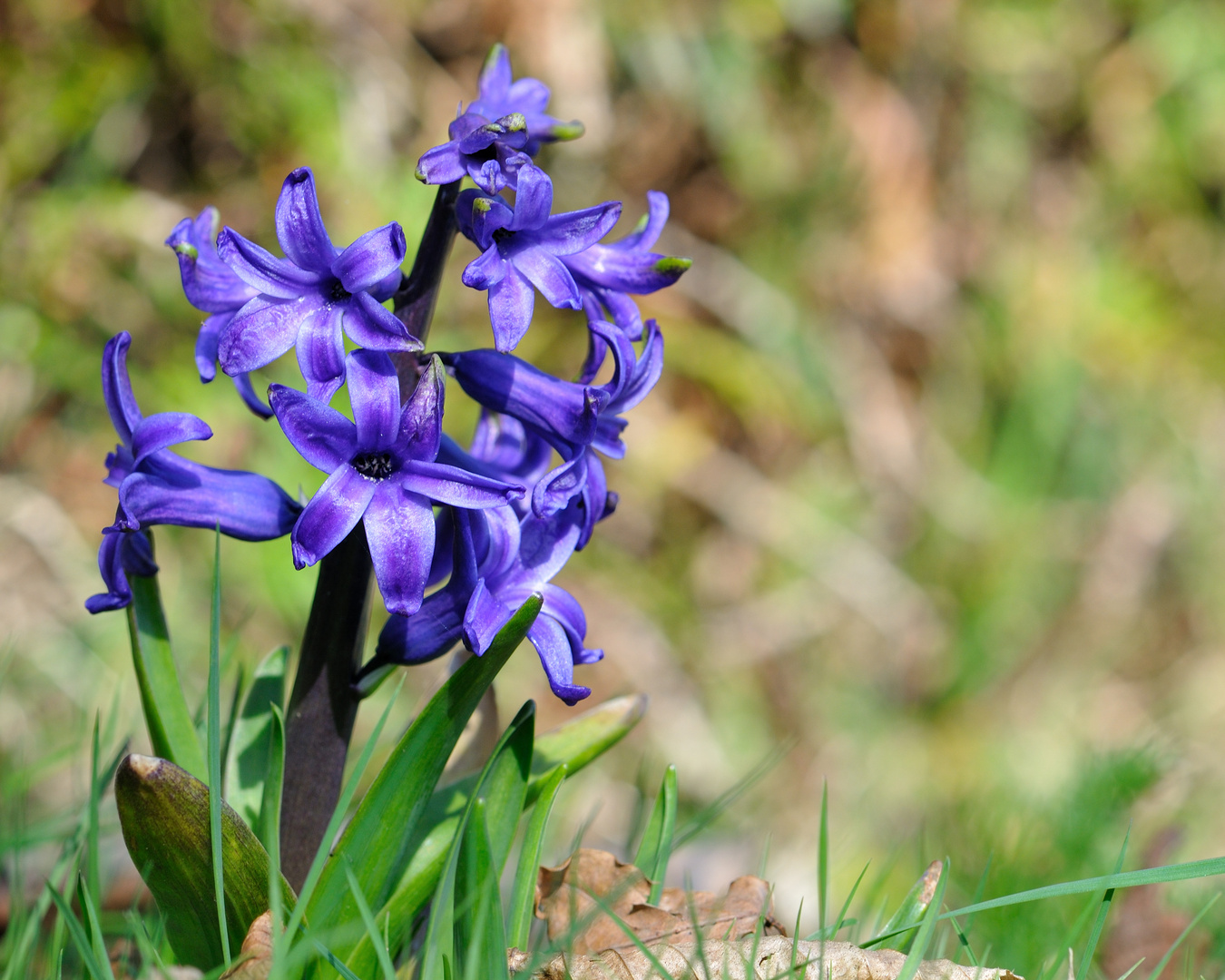 Bei uns im Garten I