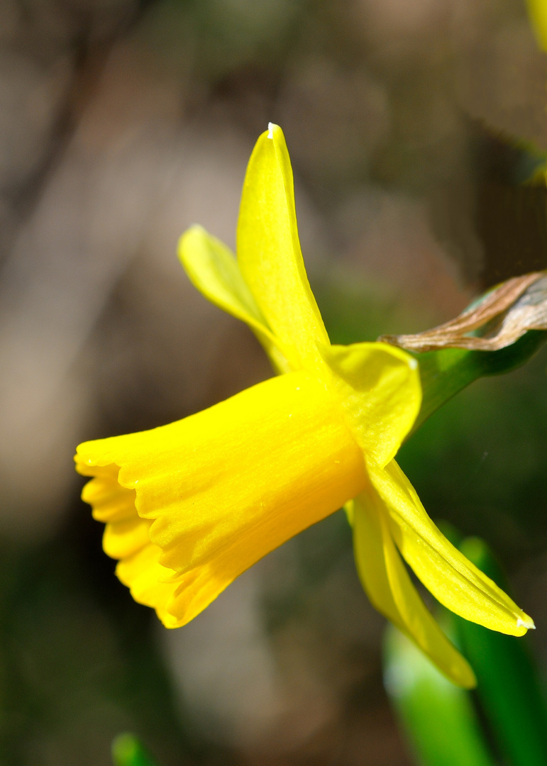 Bei uns im Garten III