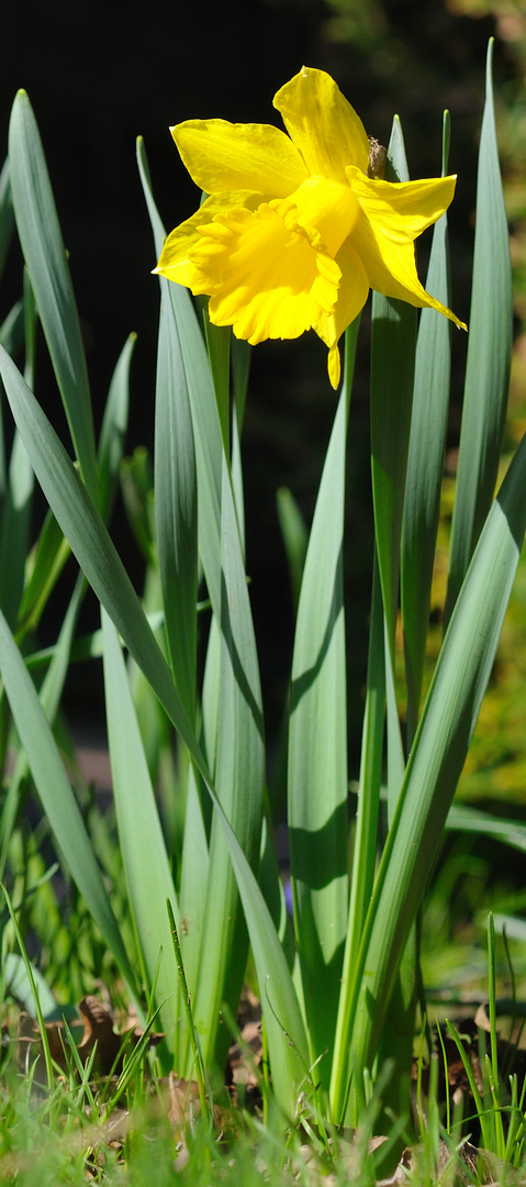 Bei uns im Garten IV