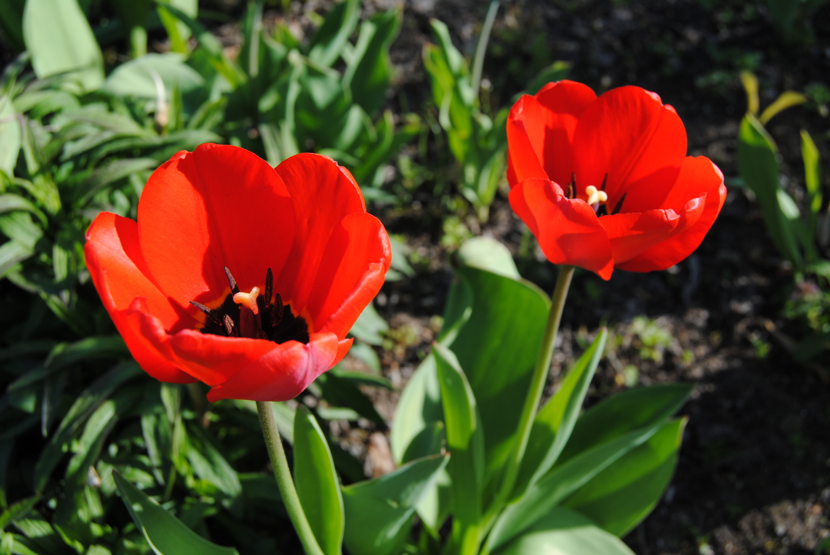 Bei uns im Garten :o) Der Sommer ist da