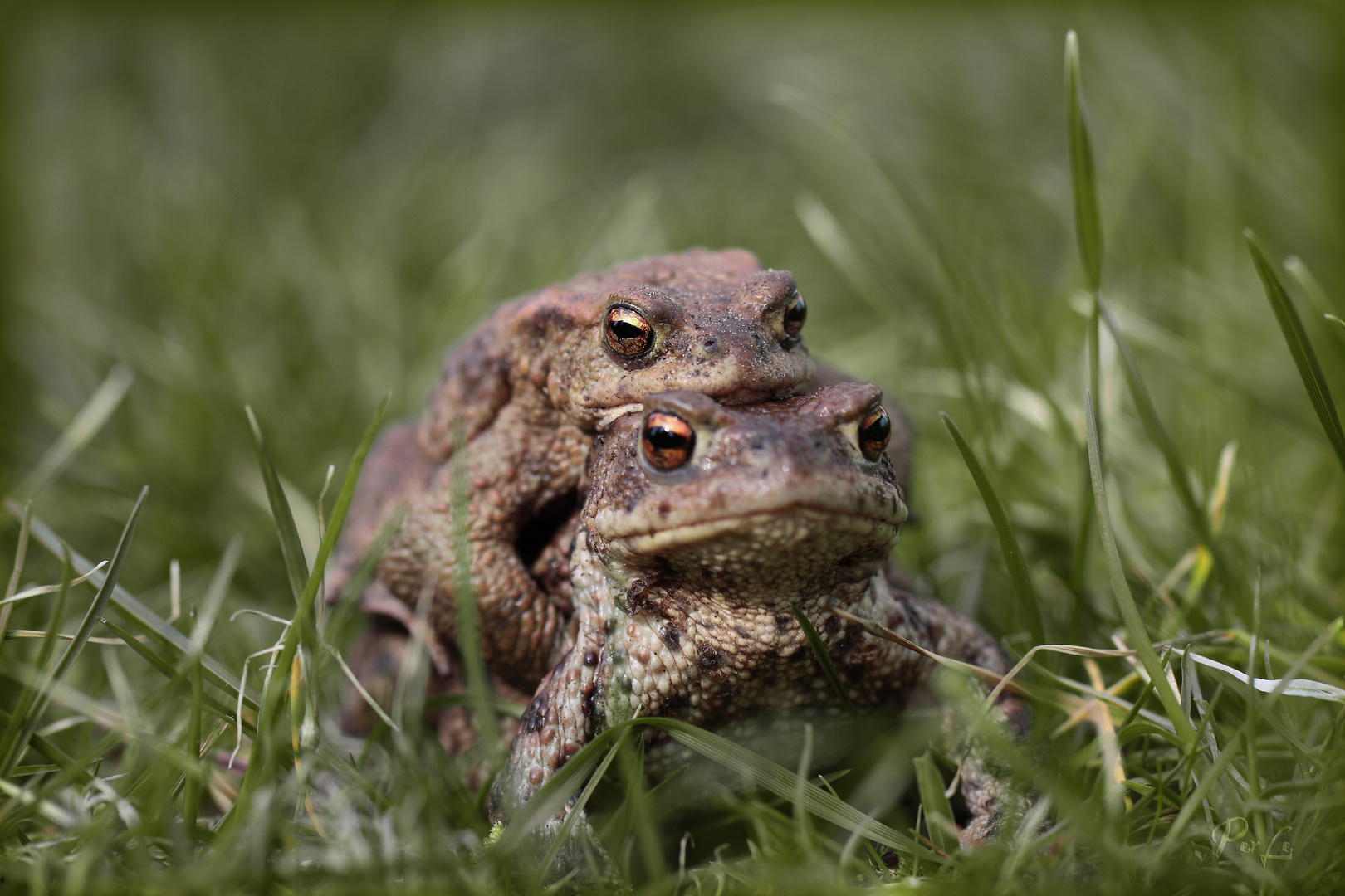 ....bei uns im Garten sind die Kröten los.Die Männchen buhlen um die Weibchen .