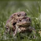 ....bei uns im Garten sind die Kröten los.Die Männchen buhlen um die Weibchen .