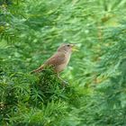 Bei uns im Garten und er sang und sang 