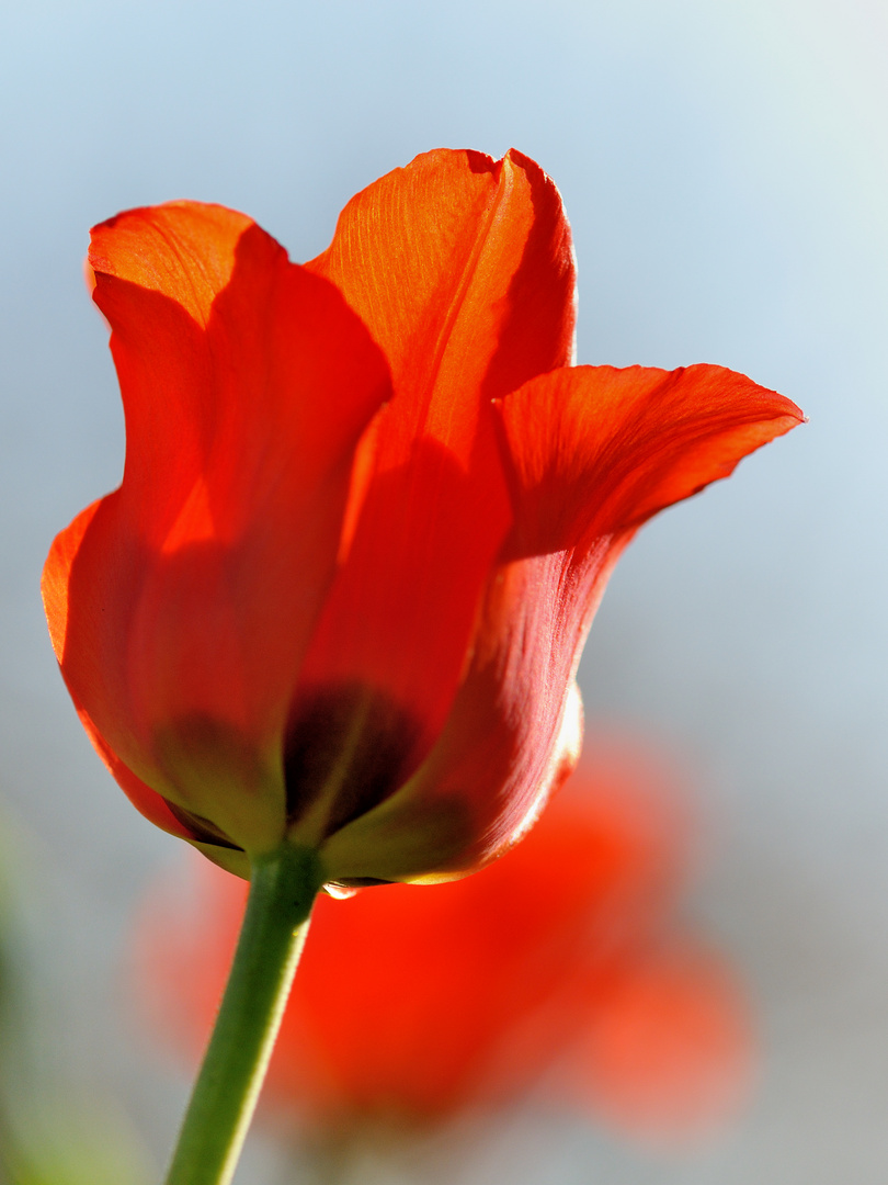 Bei uns im Garten VI