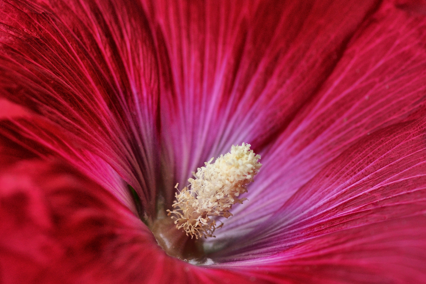 Bei uns im Garten VII