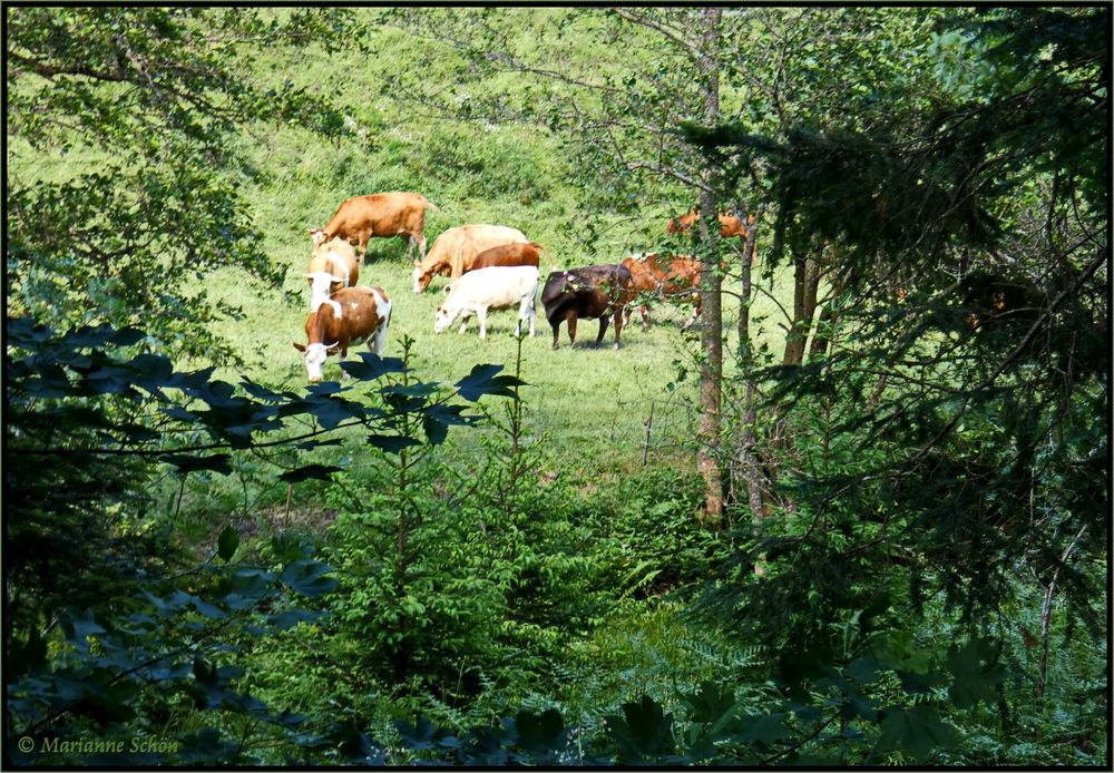 Bei uns im Nordschwarzwald...