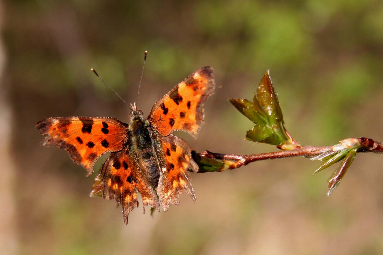 Bei uns im Wald