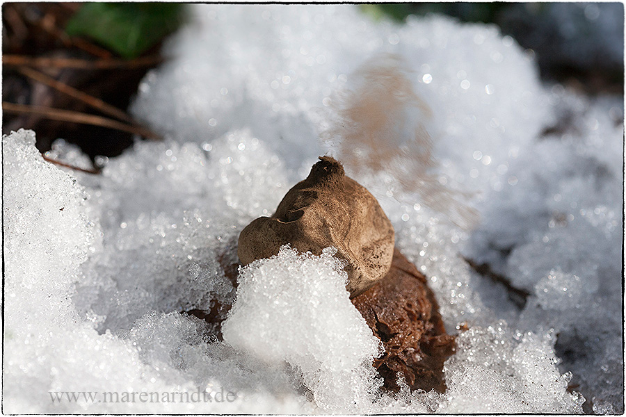 Bei uns im Wald