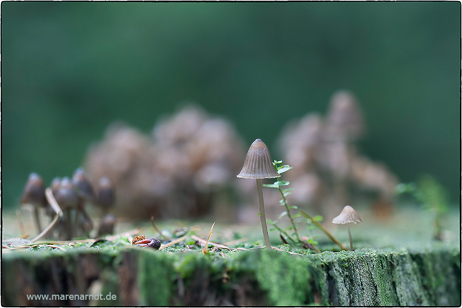 Bei uns im Wald ....