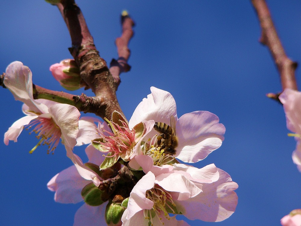 ***** " Bei uns ist es schon Frühling " *****