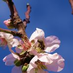 ***** " Bei uns ist es schon Frühling " *****