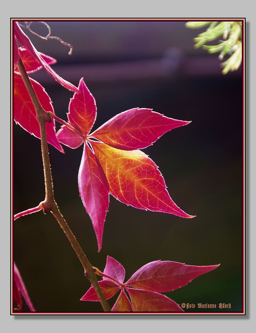 Bei uns ist jetzt auch der Herbst angekommen