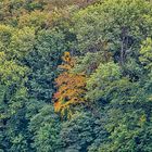 Bei uns sieht man noch nicht viel vom Herbst