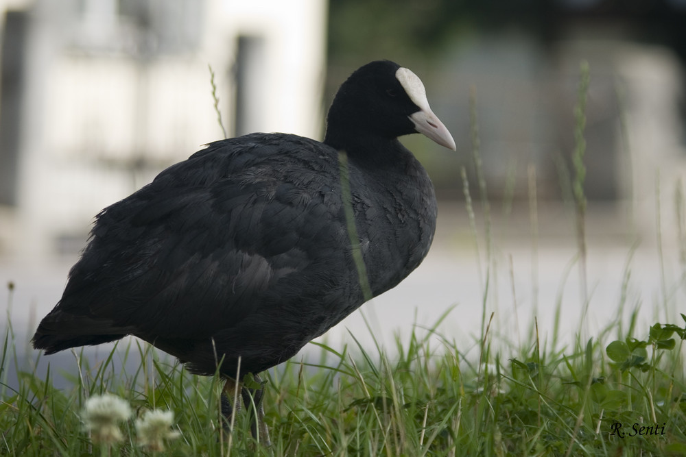 Bei uns Taucher genannt