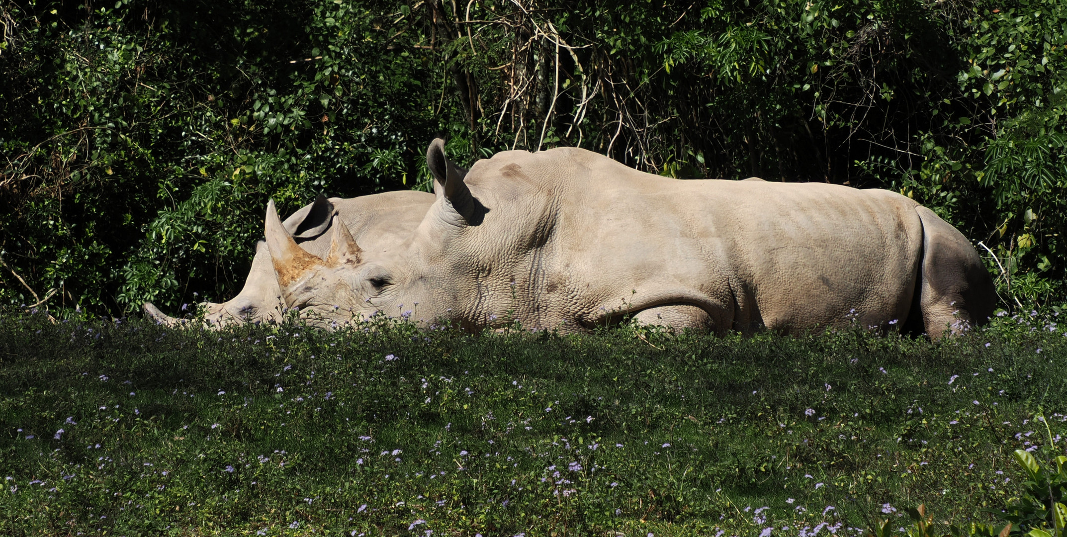 Bei unserer Disney Safari gesehen … 