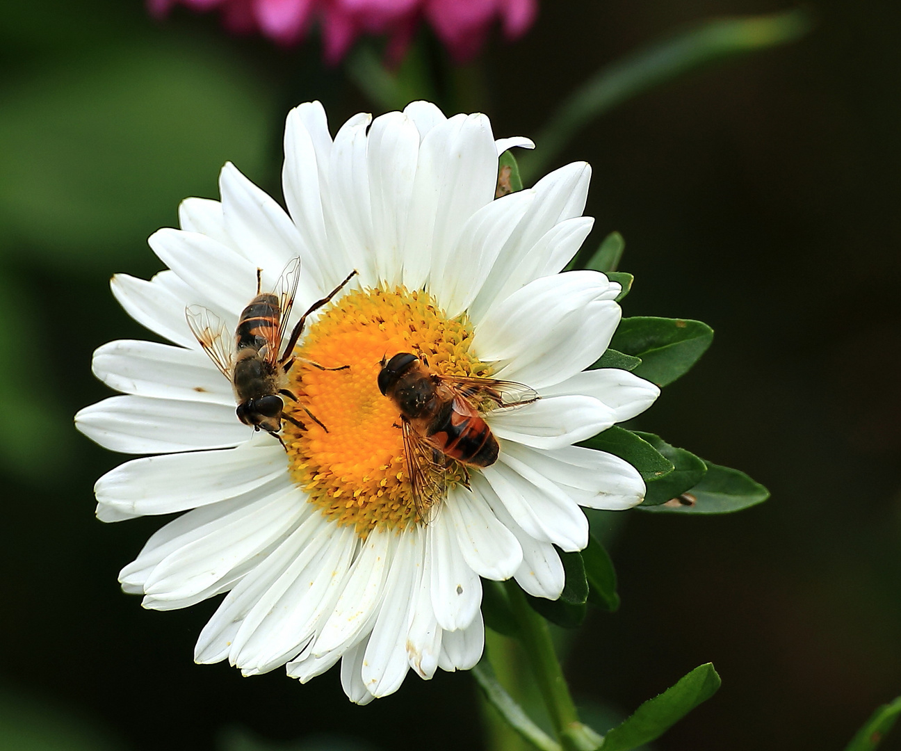 bei weißer Aster zu Besuch