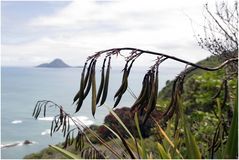 Bei Whakatane