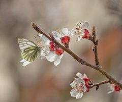 Bei Wind am Marillenbaum.....