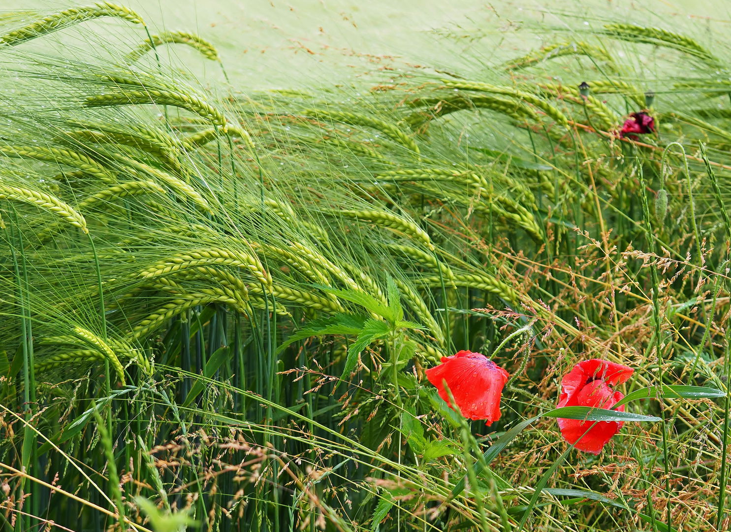 Bei Wind und Regen