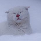 Bei Wind & Wetter im "Tarnmodus" (bald wird's wieder Winter)            ...neu überarbeitet