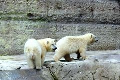 Beide Eisbärenjunge im Zoo München