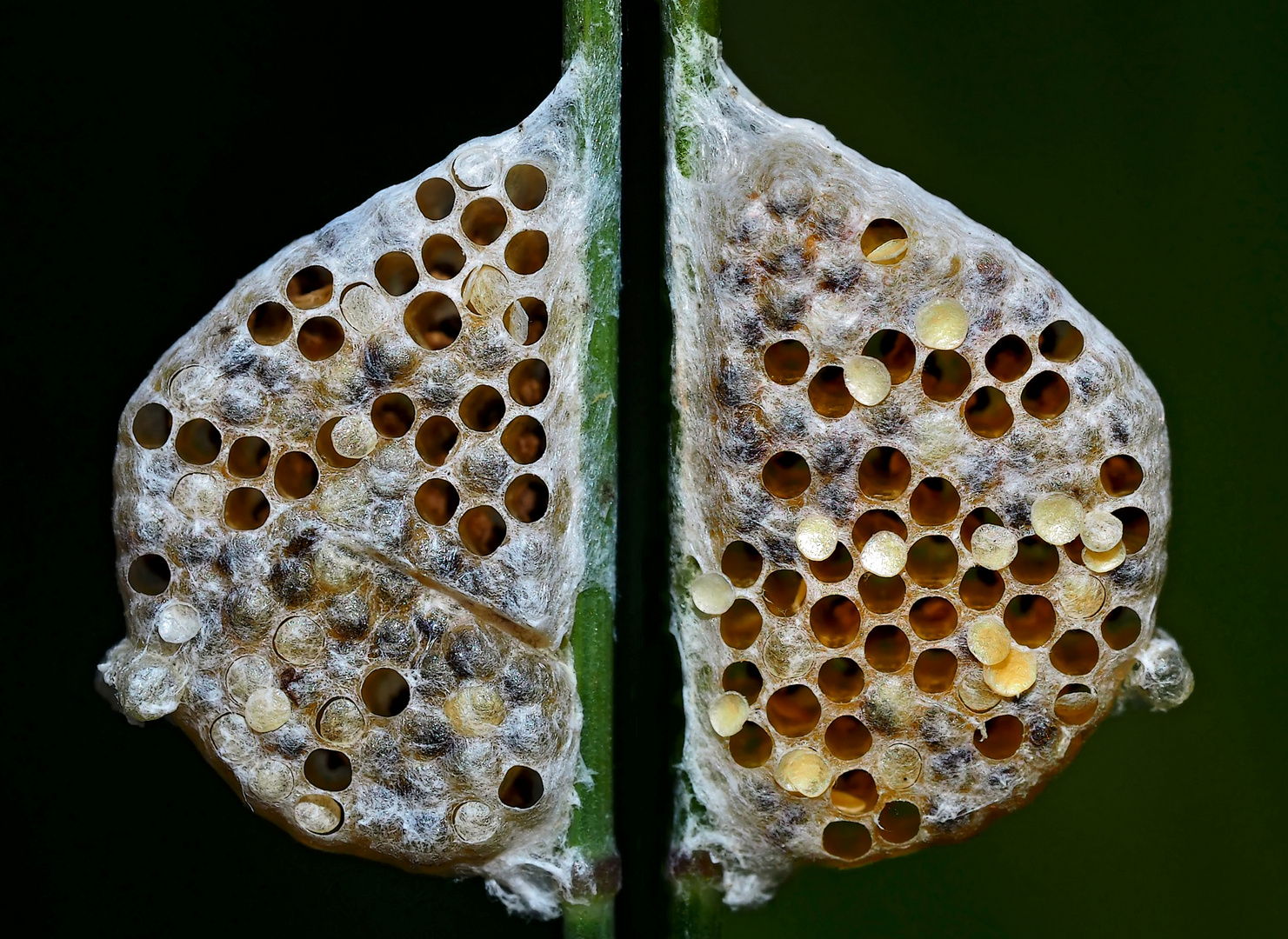 Beide Seiten eines Kokons von Brackwespen am Grashalm... - Cocon d'une petite guêpe parasite.