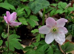 Beide sind rosa von der Unterseite