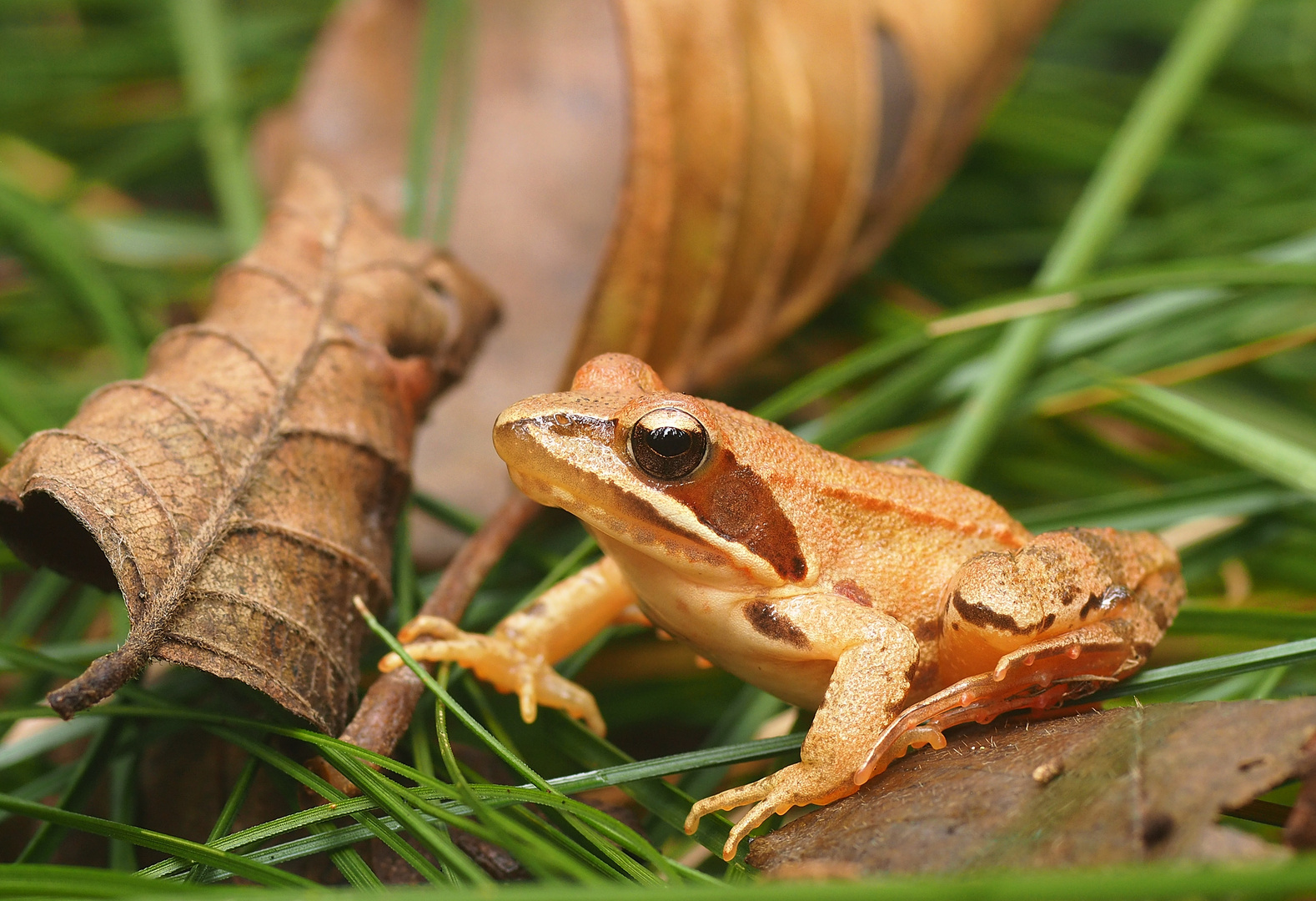 Beifang bei der Jagd auf Pilze - kleiner Frosch