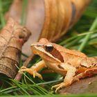 Beifang bei der Jagd auf Pilze - kleiner Frosch