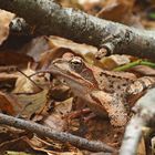 Beifang bei der Pilzjagd - ein Grasfrosch