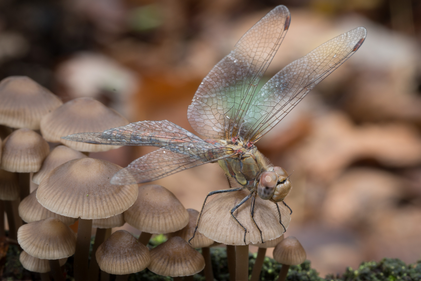 Beifang beim Pilze suchen