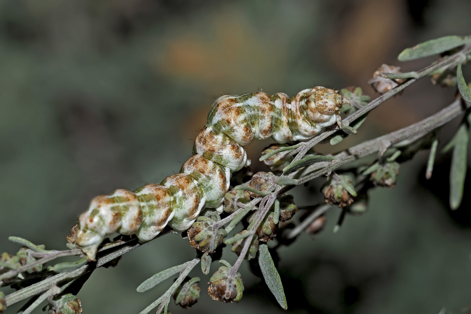 Beifuss-Mönch (Cucullia absinthii, Cucullia artemisiae)