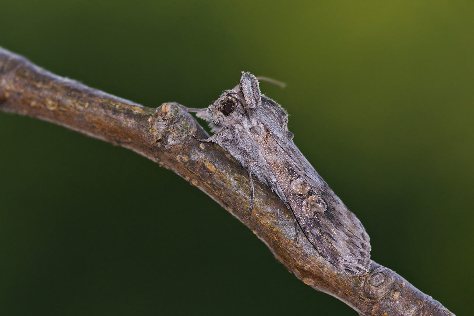 Beifuß-Mönch (Cucullia artemisiae)