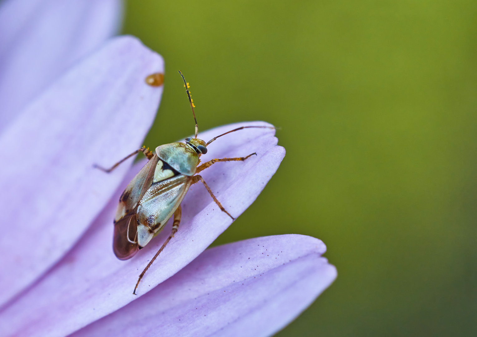 Beifuß-Weichwanze (Lygus gemellatus)