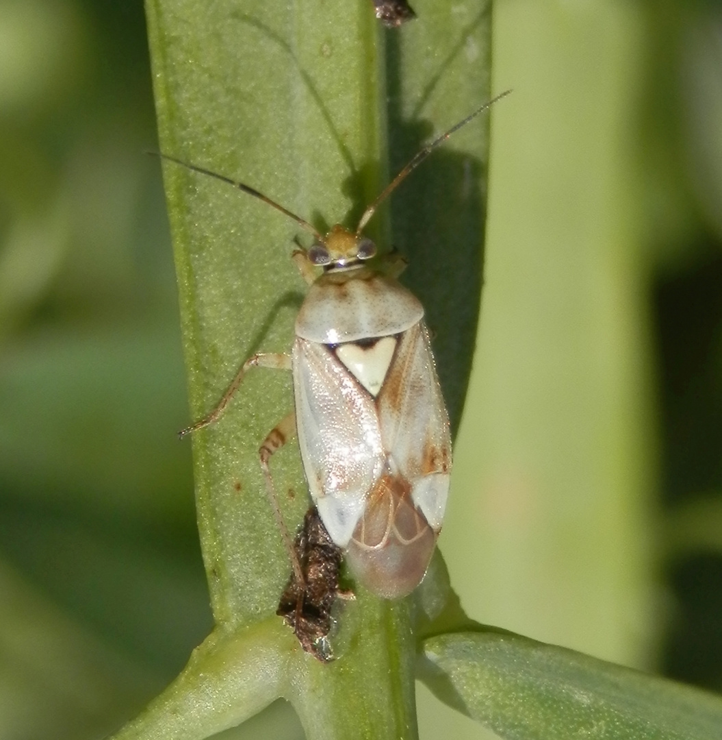 Beifuß-Weichwanze (Lygus gemellatus)
