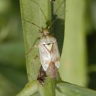 Beifuß-Weichwanze (Lygus gemellatus)