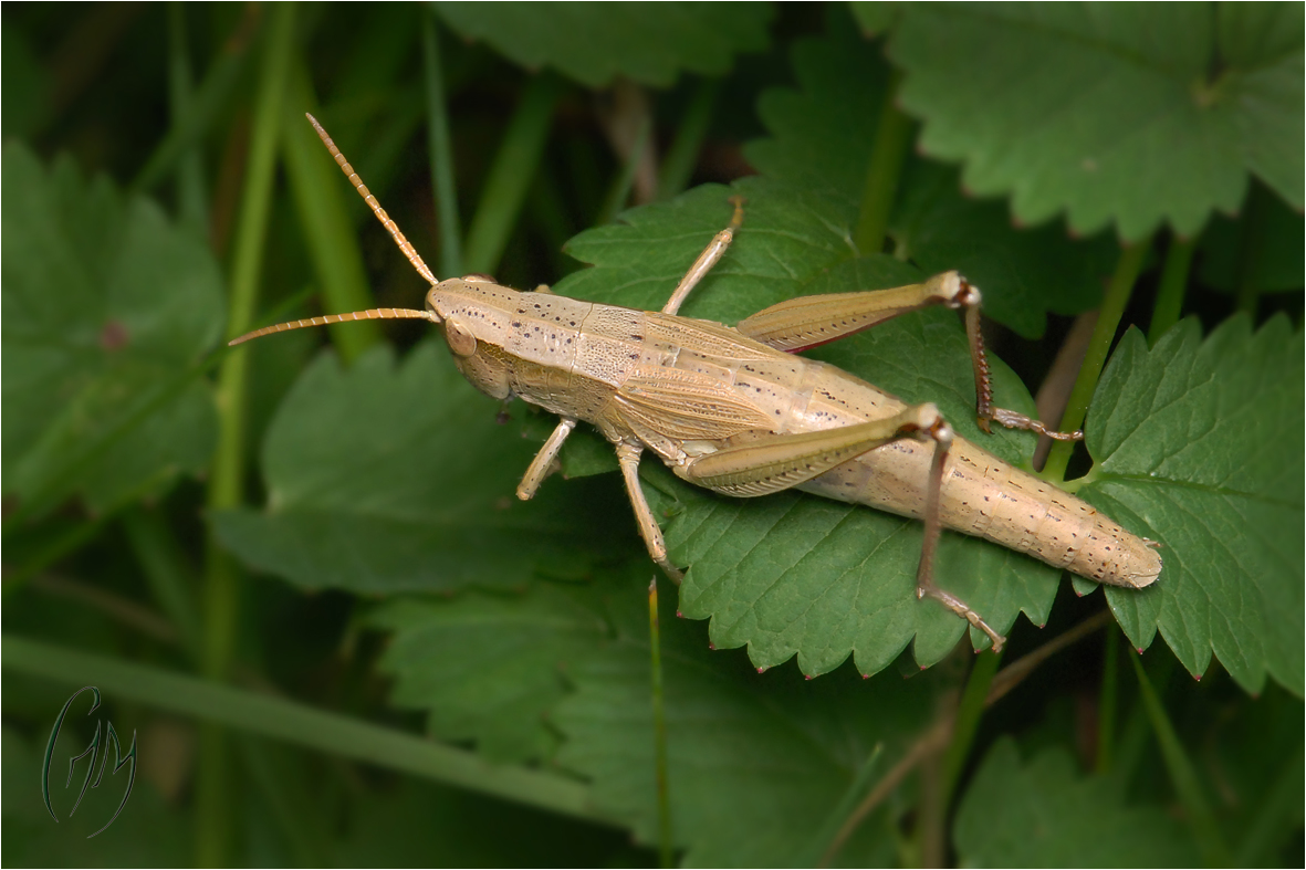 Beige sur vert...