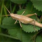 Beige sur vert...