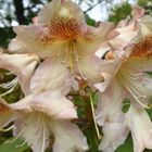Beigebraune Rhododendron