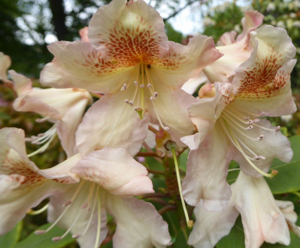 Beigebraune Rhododendron