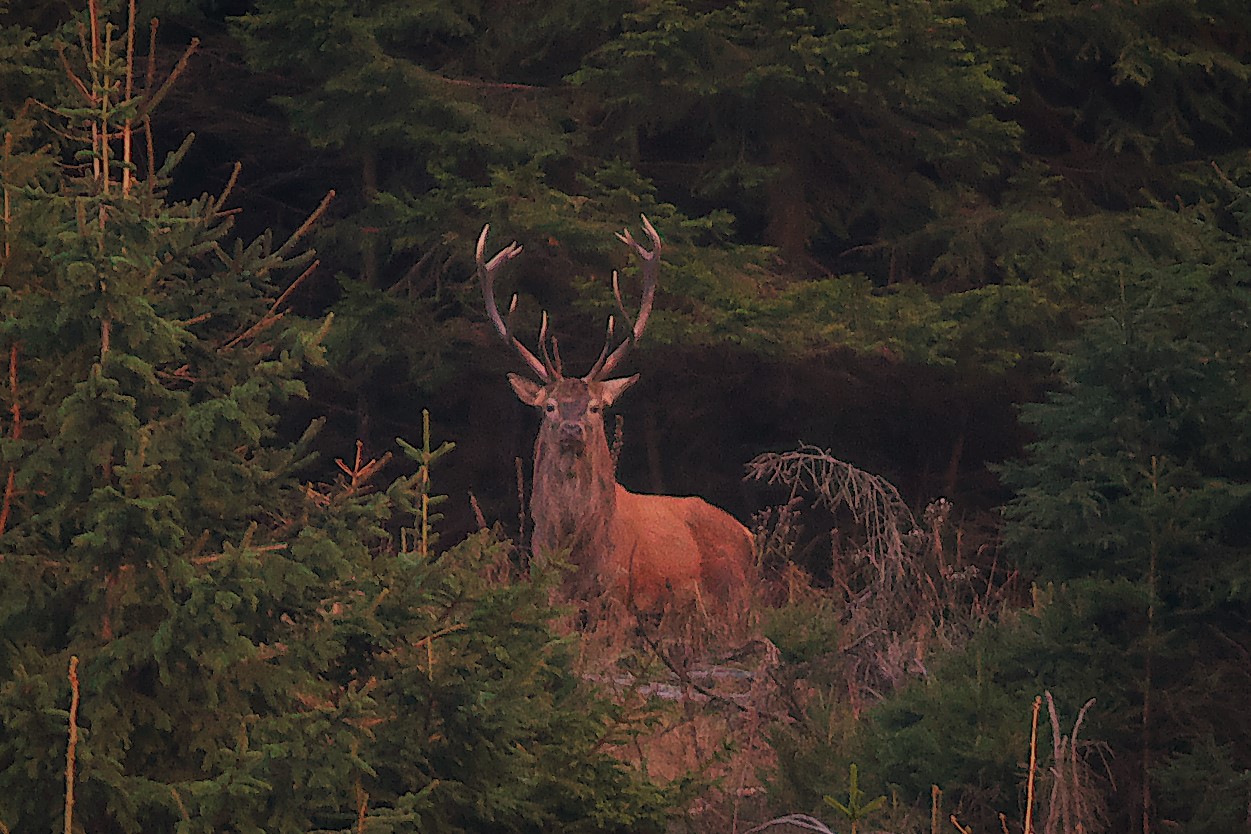 Beihirsch ohne Kahlwild